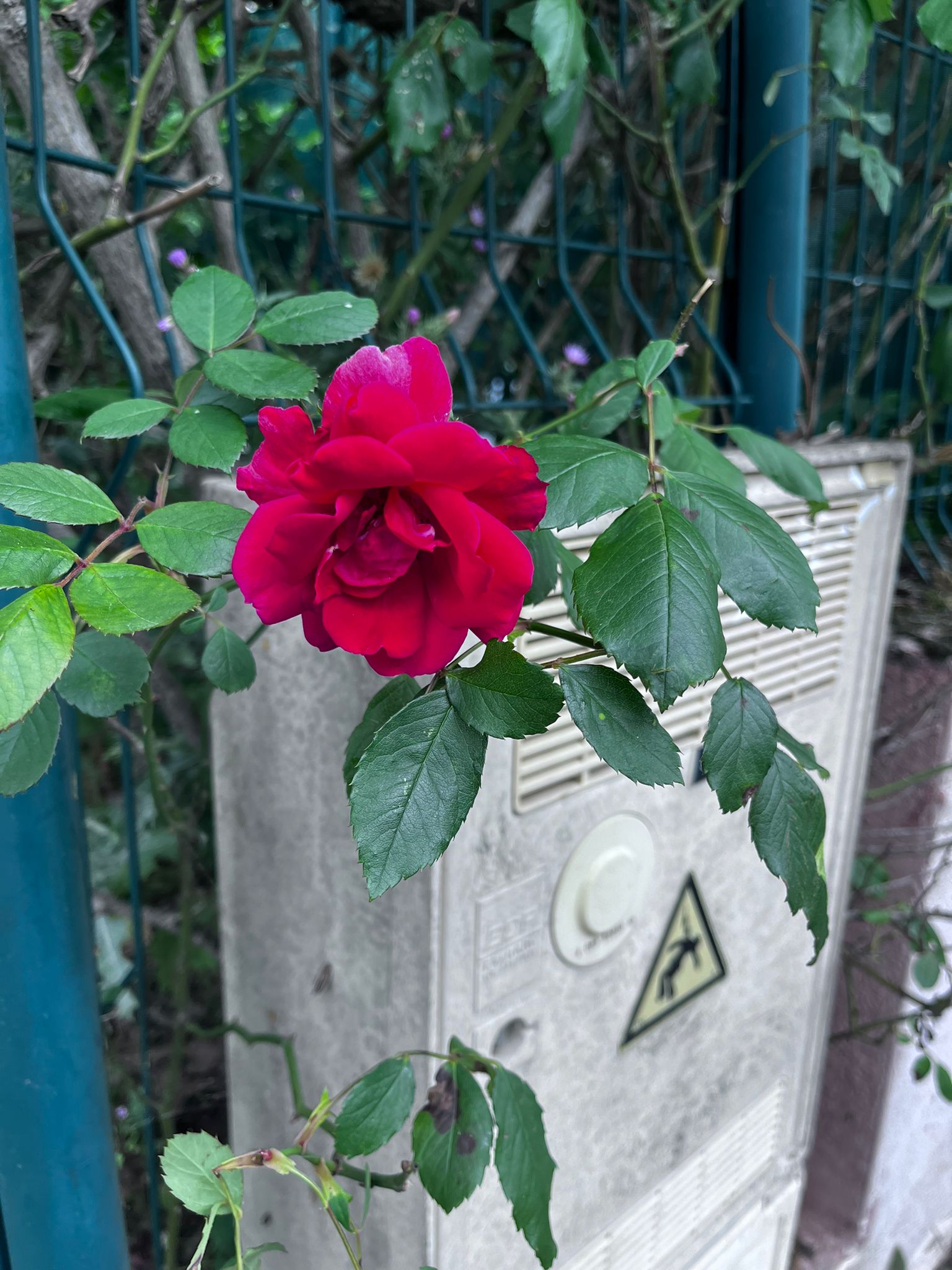 Rose mortelle